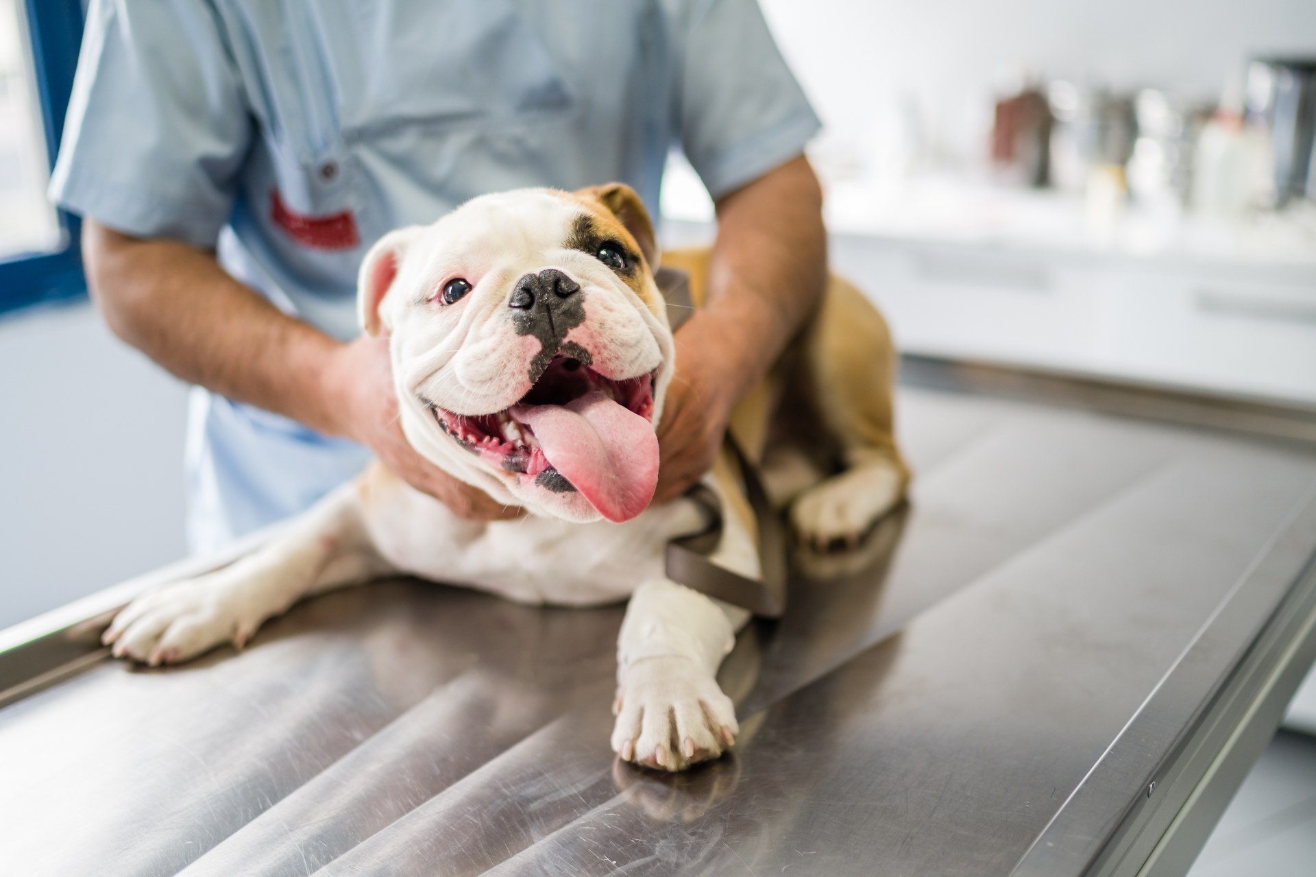 Making Vet Visits Fun