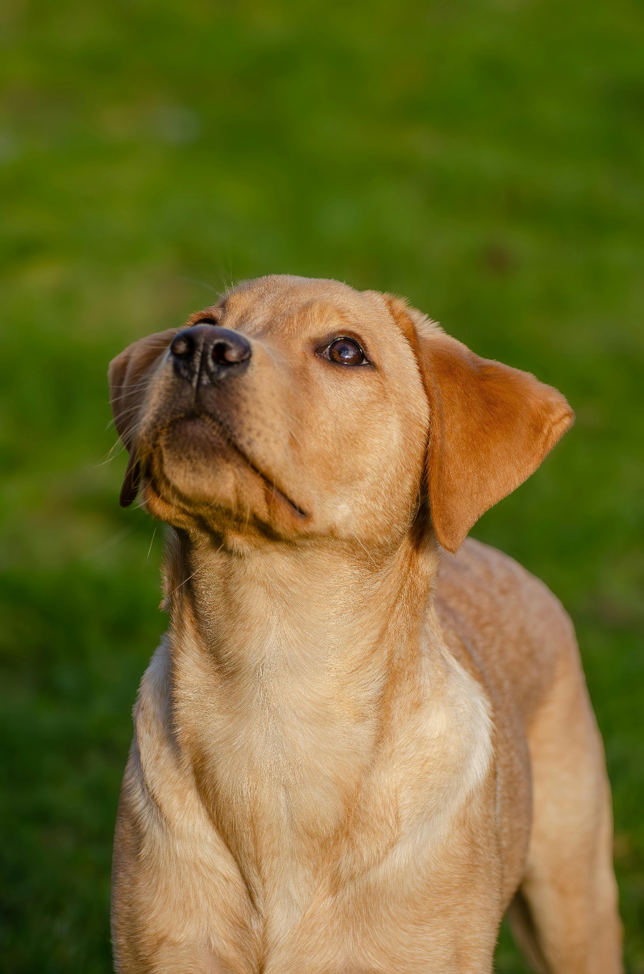 Puppy training session in Indianapolis home