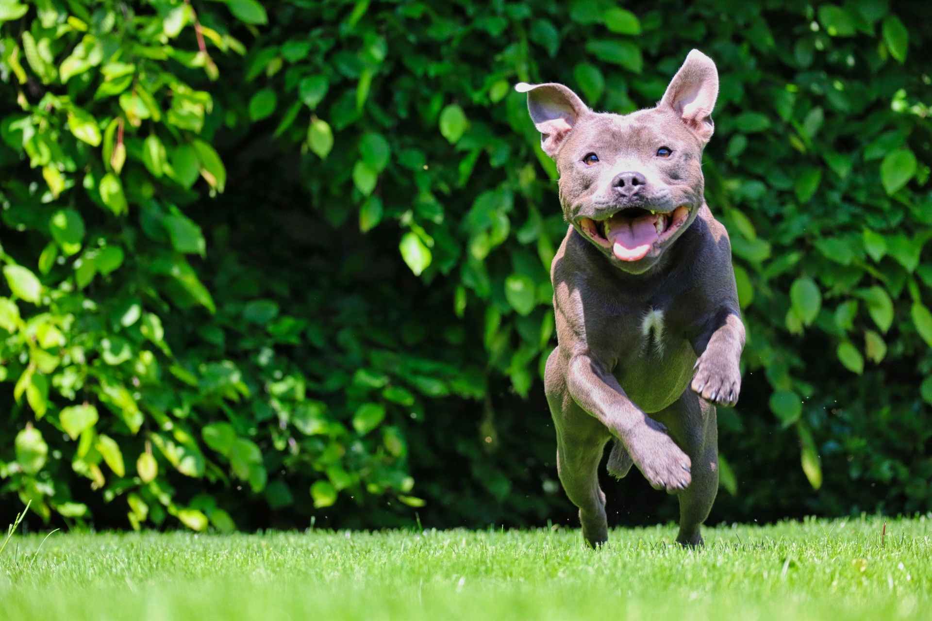 Happy dog running through grass