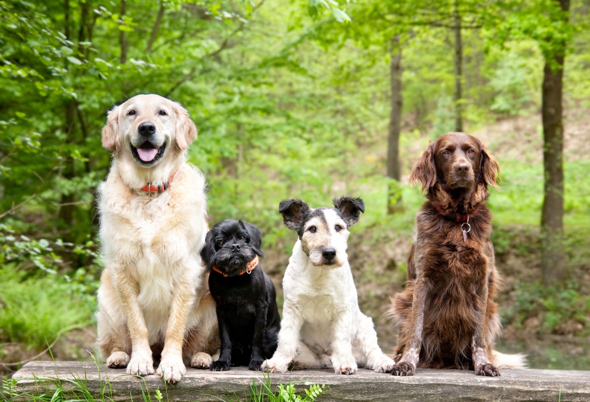 Obedience Training — Obedience