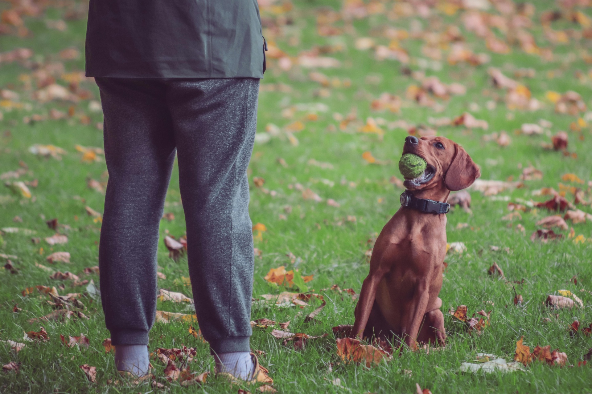 Vizsla dog sitting attentively with tennis ball next to owner