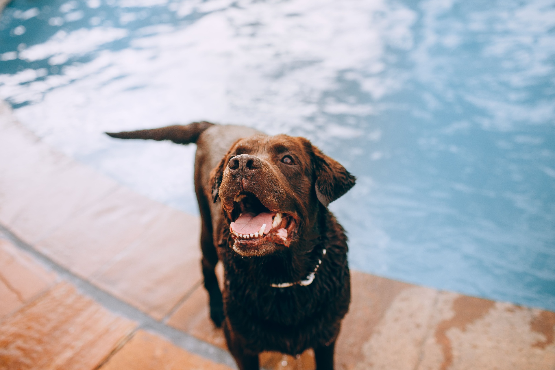 Summer Heat Guidelines