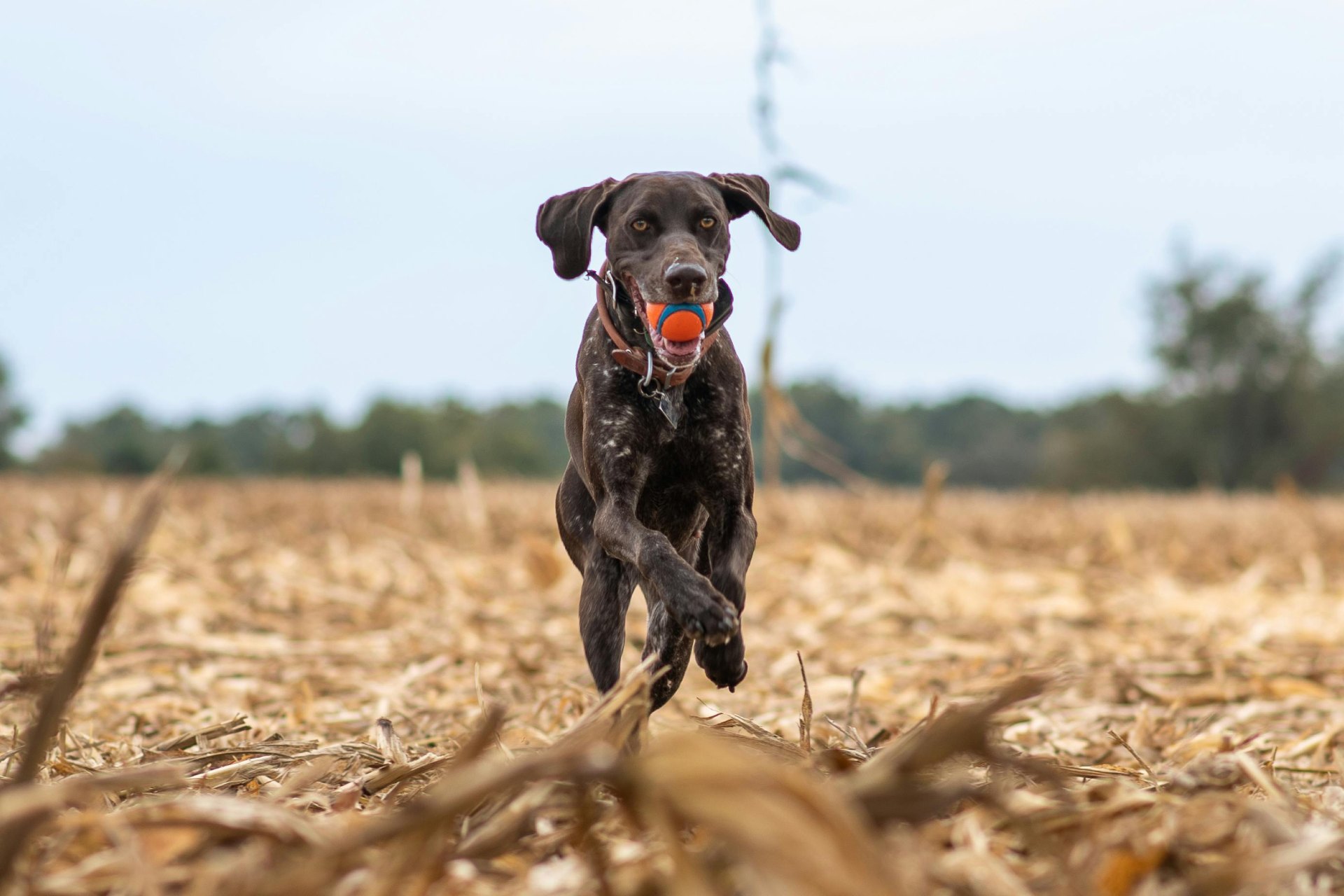 Dog off-leash on an Indianapolis trail
